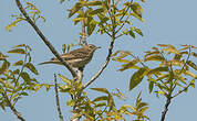 Pipit des arbres