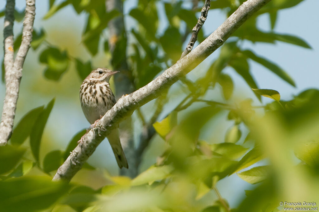 Pipit des arbresadulte