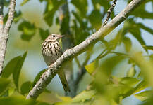 Pipit des arbres