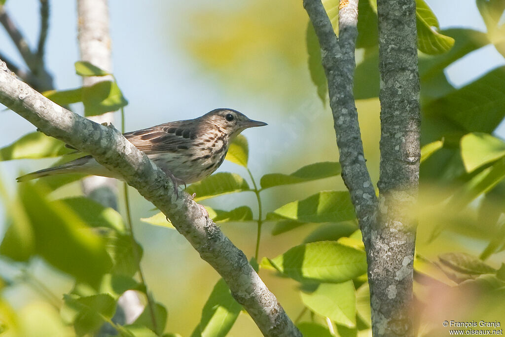 Tree Pipitadult