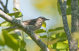 Tree Pipit