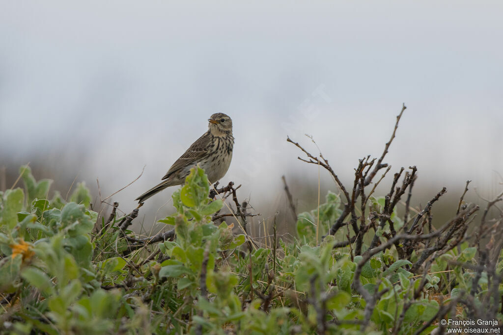 Meadow Pipit