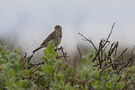 Meadow Pipit