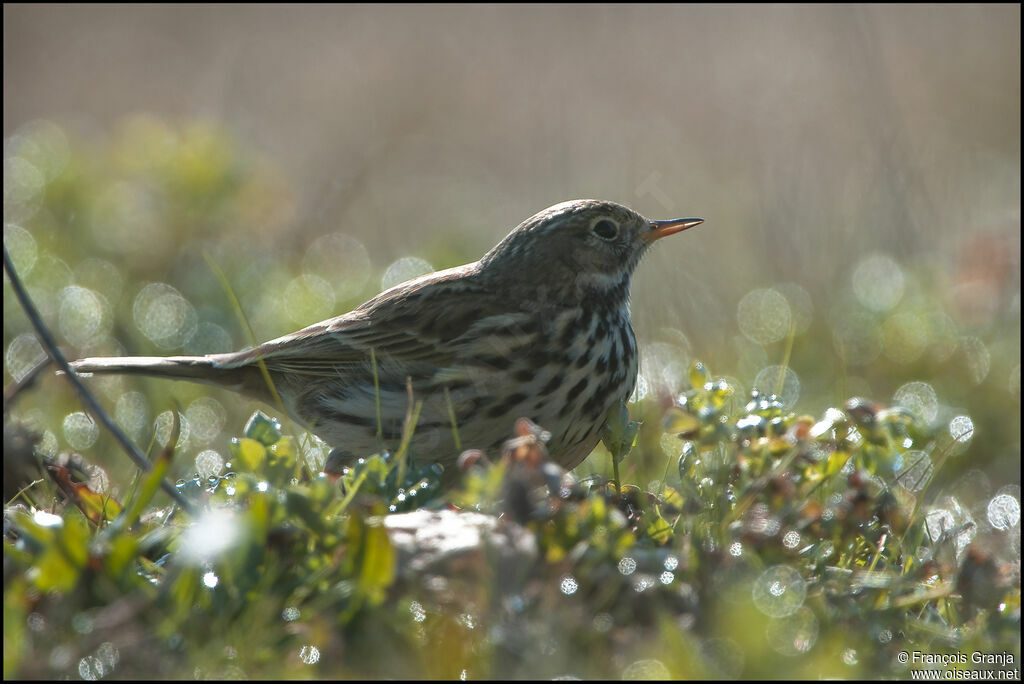 Pipit farlouseadulte