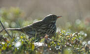 Pipit farlouse