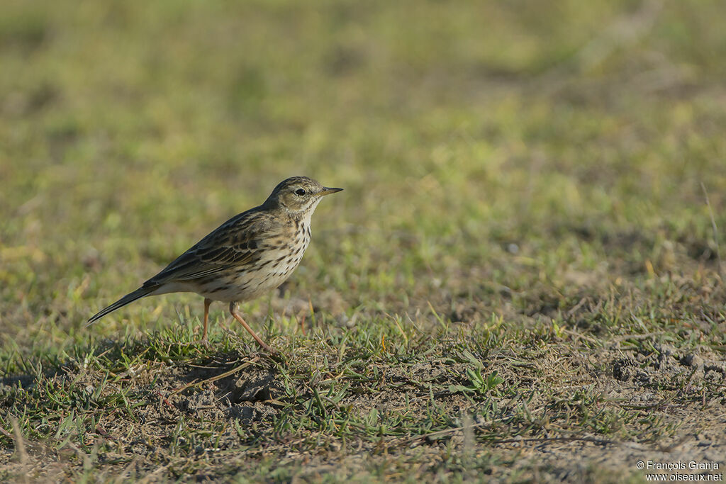 Pipit farlouseadulte