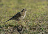 Pipit farlouse