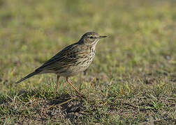 Meadow Pipit