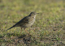 Pipit farlouse