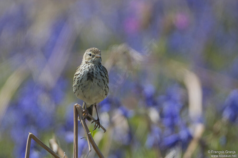 Pipit farlouseadulte