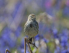 Pipit farlouse