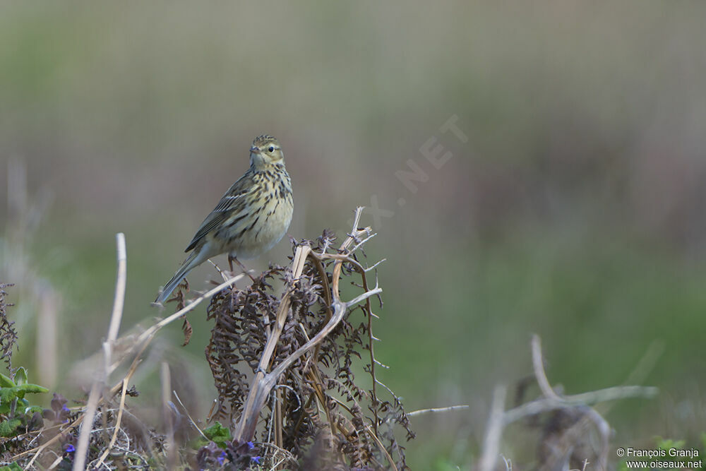 Pipit farlouseadulte