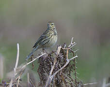 Meadow Pipit