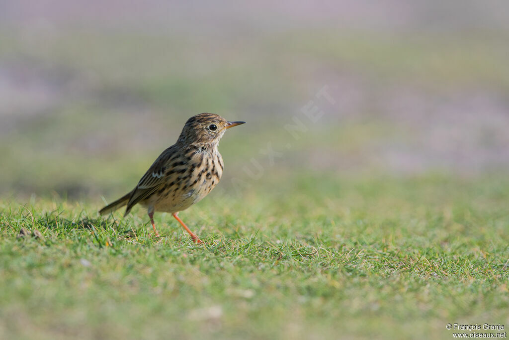 Pipit farlouse