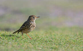 Pipit farlouse