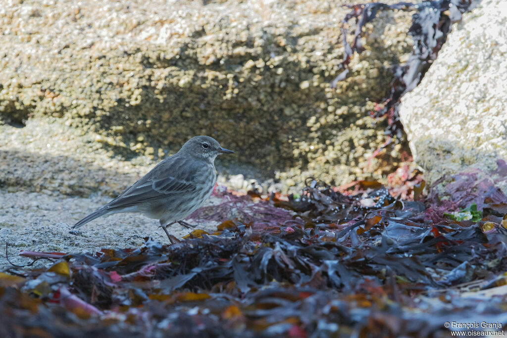 Eurasian Rock Pipit