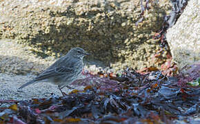 Eurasian Rock Pipit