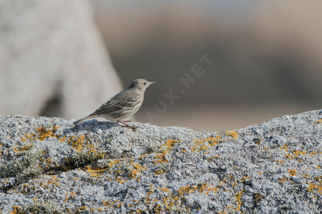 European Rock Pipit