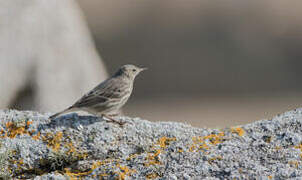 European Rock Pipit