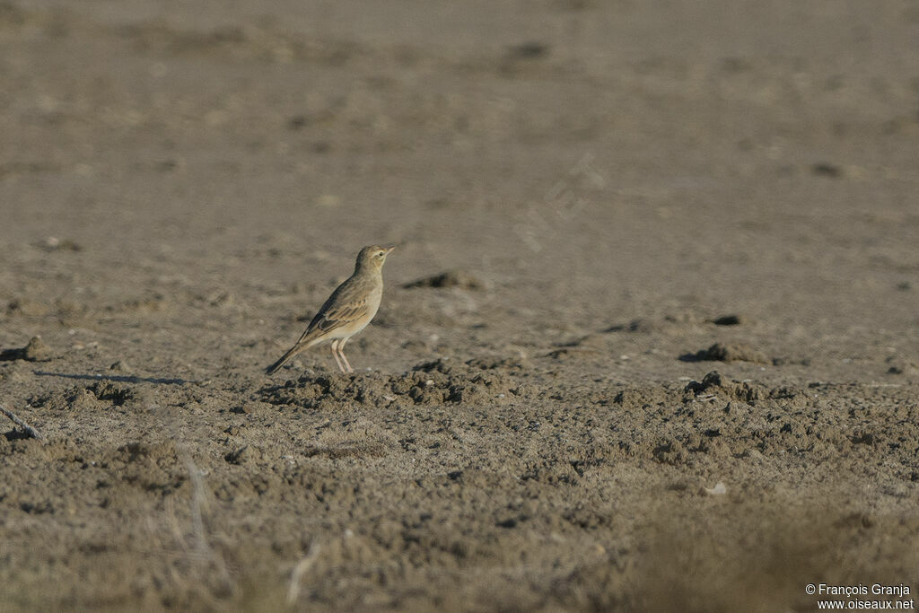 Tawny Pipit