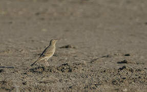 Tawny Pipit