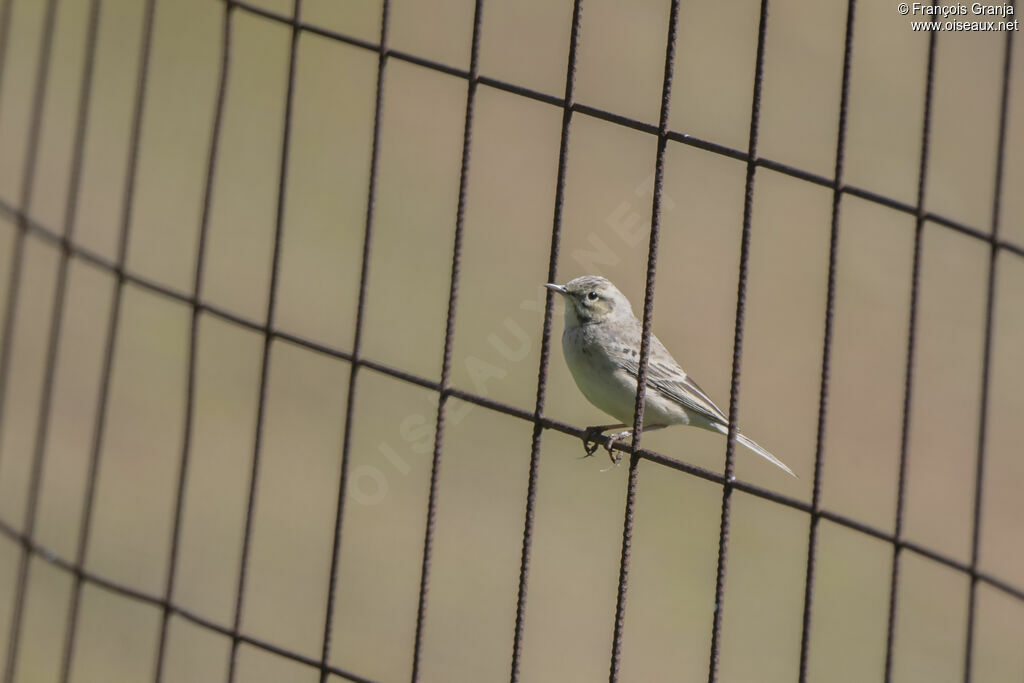 Tawny Pipit