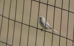 Tawny Pipit