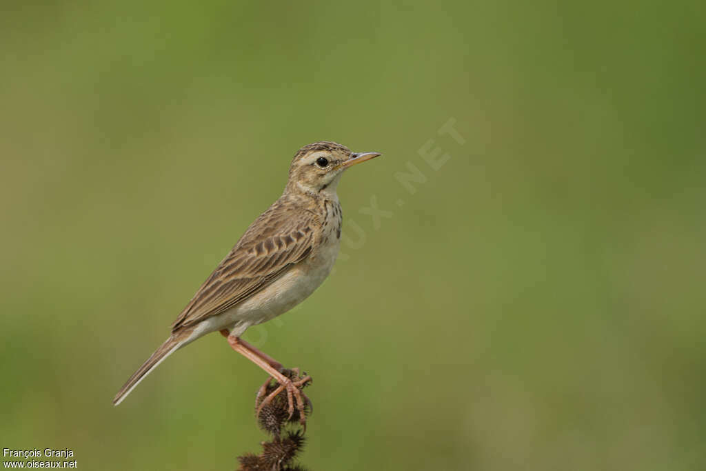 Paddyfield Pipitadult, identification