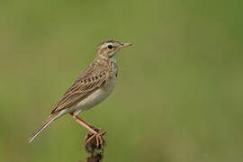 Paddyfield Pipit