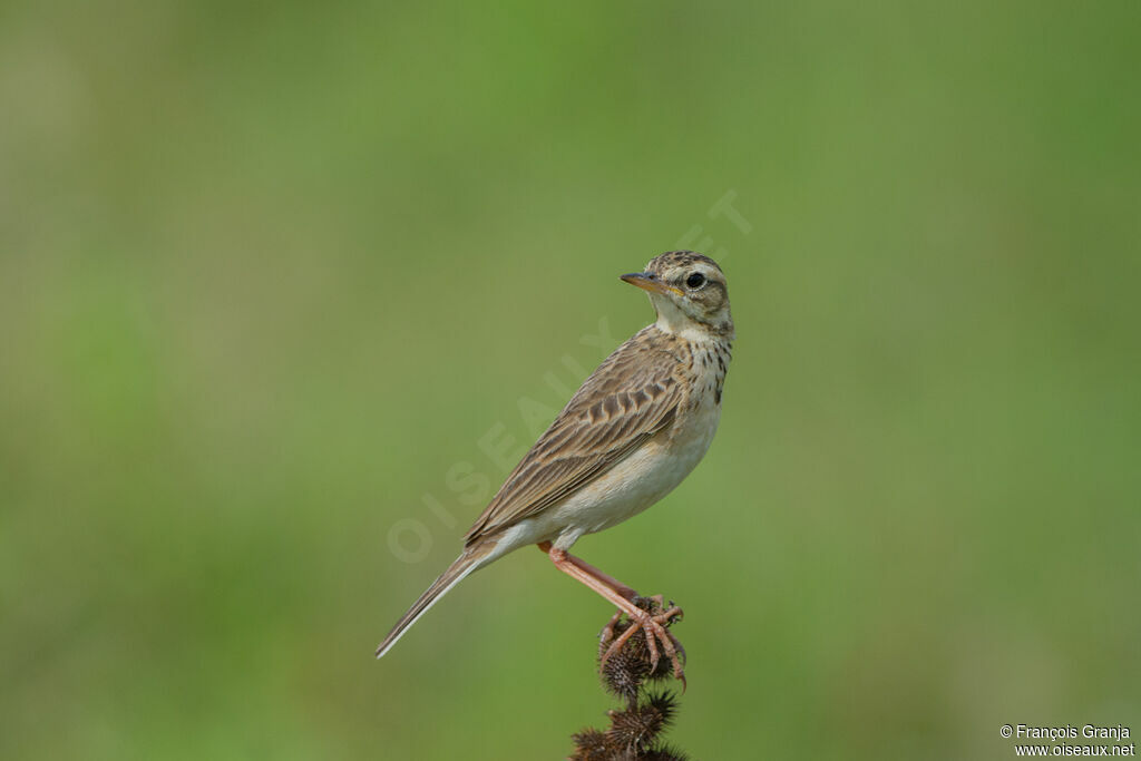 Pipit roussetadulte, identification