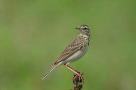 Paddyfield Pipit