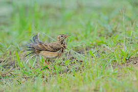 Paddyfield Pipit