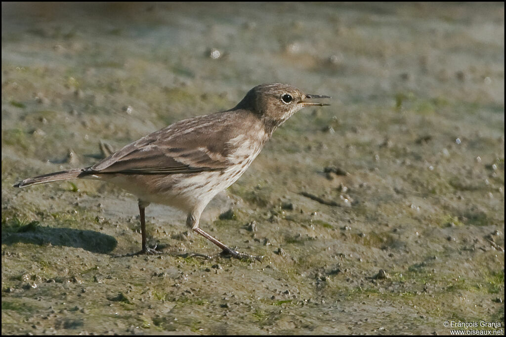 Pipit spioncelleadulte