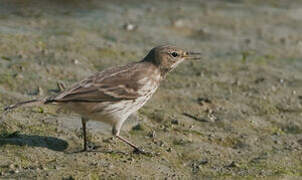 Water Pipit