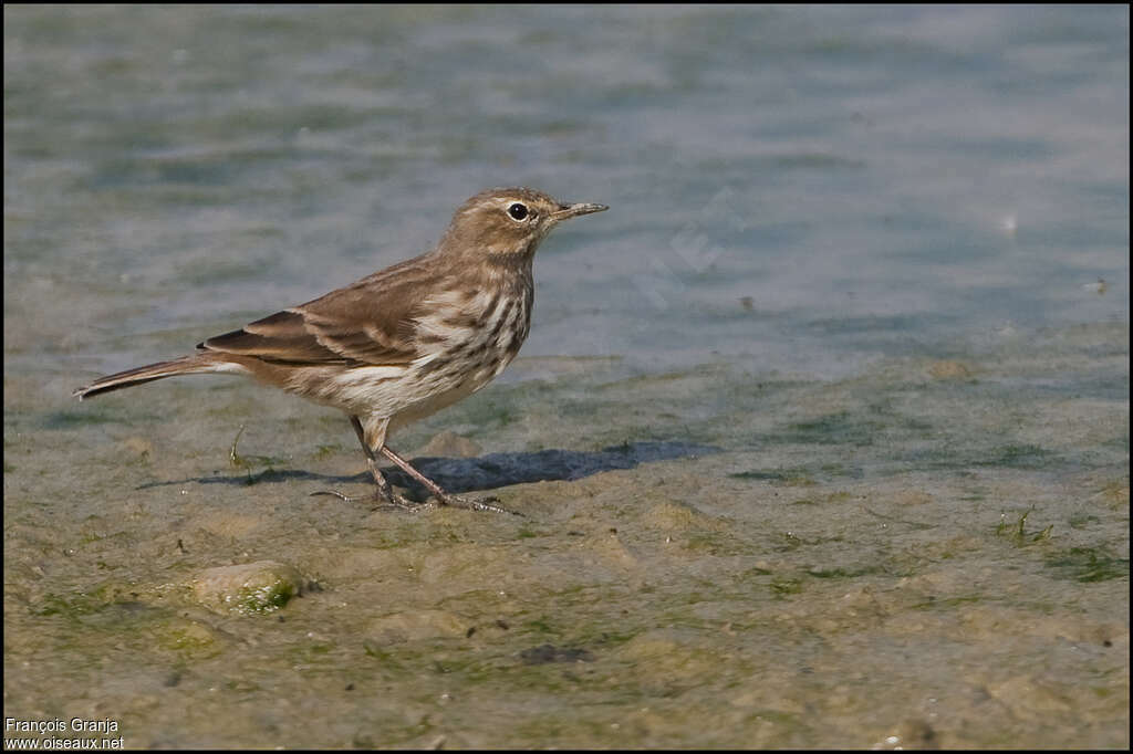 Water PipitFirst year, identification