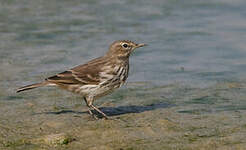 Pipit spioncelle