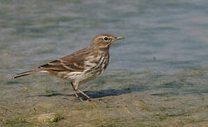 Water Pipit