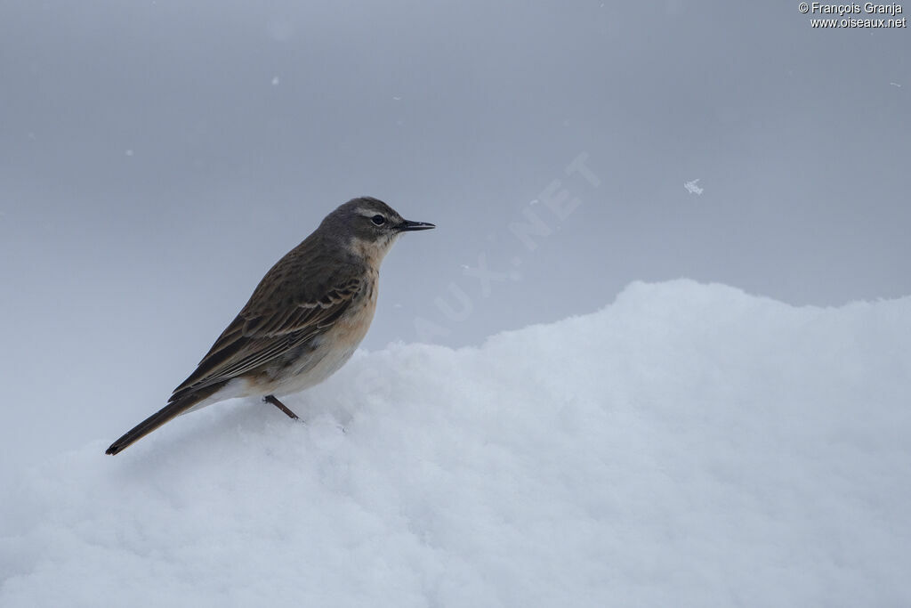 Pipit spioncelle