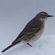 Pipit spioncelle