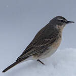 Pipit spioncelle