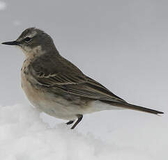 Pipit spioncelle