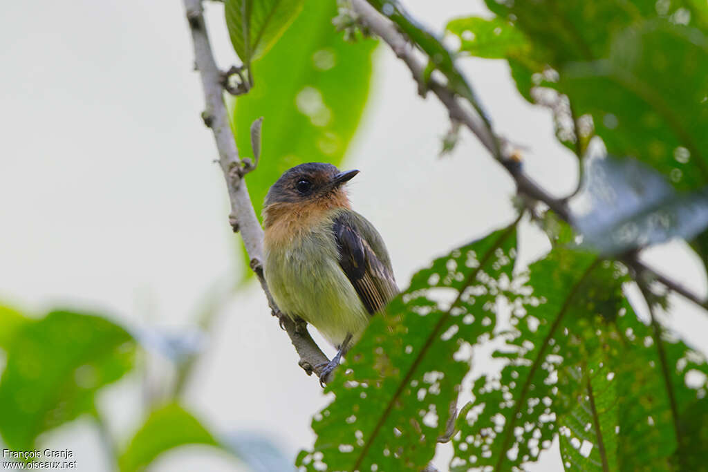 Rufous-breasted Flycatcheradult, close-up portrait