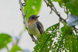 Rufous-breasted Flycatcher