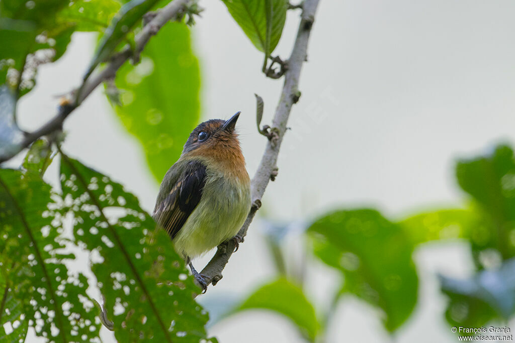 Rufous-breasted Flycatcheradult