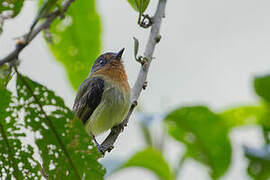 Rufous-breasted Flycatcher