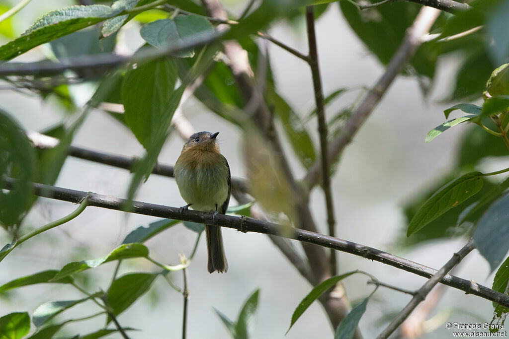 Rufous-breasted Flycatcher