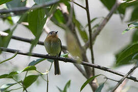 Rufous-breasted Flycatcher