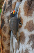 Yellow-billed Oxpecker