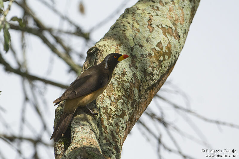 Yellow-billed Oxpeckeradult