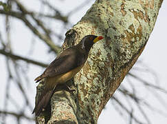 Yellow-billed Oxpecker